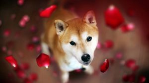 Preview wallpaper dog, muzzle, petals