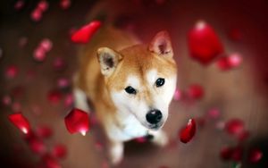 Preview wallpaper dog, muzzle, petals