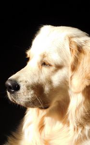 Preview wallpaper dog, muzzle, profile, sunshine