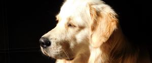 Preview wallpaper dog, muzzle, profile, sunshine