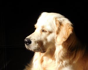 Preview wallpaper dog, muzzle, profile, sunshine