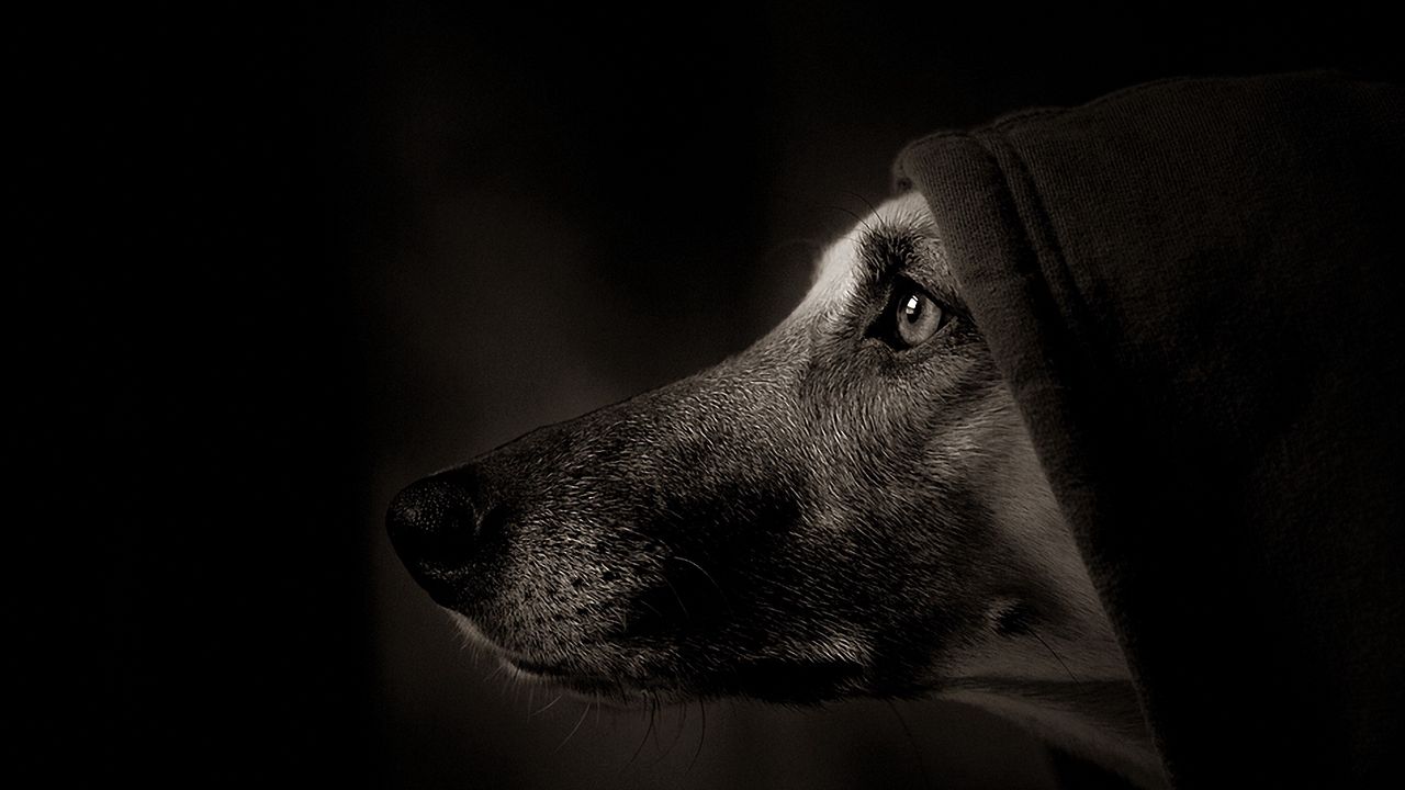 Wallpaper dog, muzzle, profile, shadow, eye