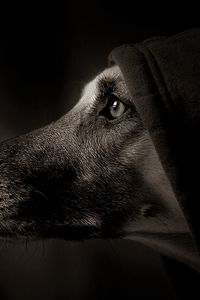 Preview wallpaper dog, muzzle, profile, shadow, eye