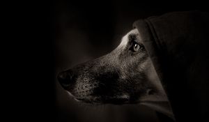 Preview wallpaper dog, muzzle, profile, shadow, eye
