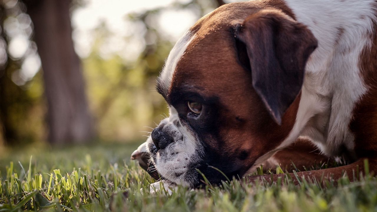 Wallpaper dog, muzzle, profile, grass