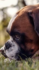 Preview wallpaper dog, muzzle, profile, grass