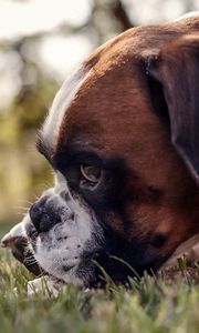 Preview wallpaper dog, muzzle, profile, grass