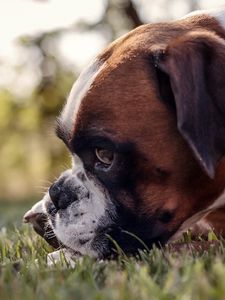 Preview wallpaper dog, muzzle, profile, grass