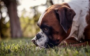 Preview wallpaper dog, muzzle, profile, grass