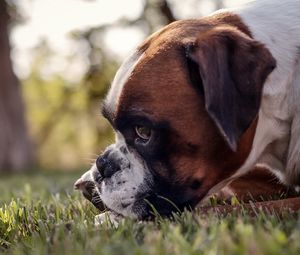 Preview wallpaper dog, muzzle, profile, grass
