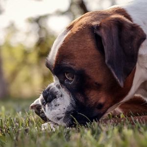 Preview wallpaper dog, muzzle, profile, grass