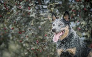 Preview wallpaper dog, muzzle, protruding tongue