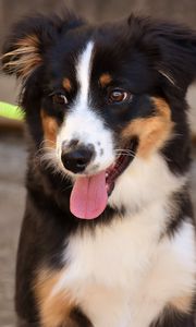 Preview wallpaper dog, muzzle, protruding tongue
