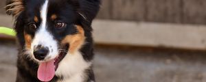 Preview wallpaper dog, muzzle, protruding tongue