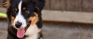 Preview wallpaper dog, muzzle, protruding tongue