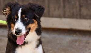Preview wallpaper dog, muzzle, protruding tongue