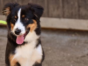 Preview wallpaper dog, muzzle, protruding tongue