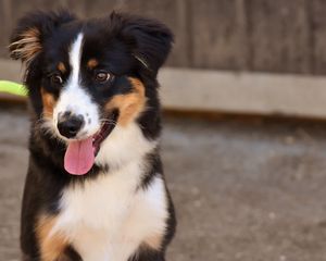 Preview wallpaper dog, muzzle, protruding tongue