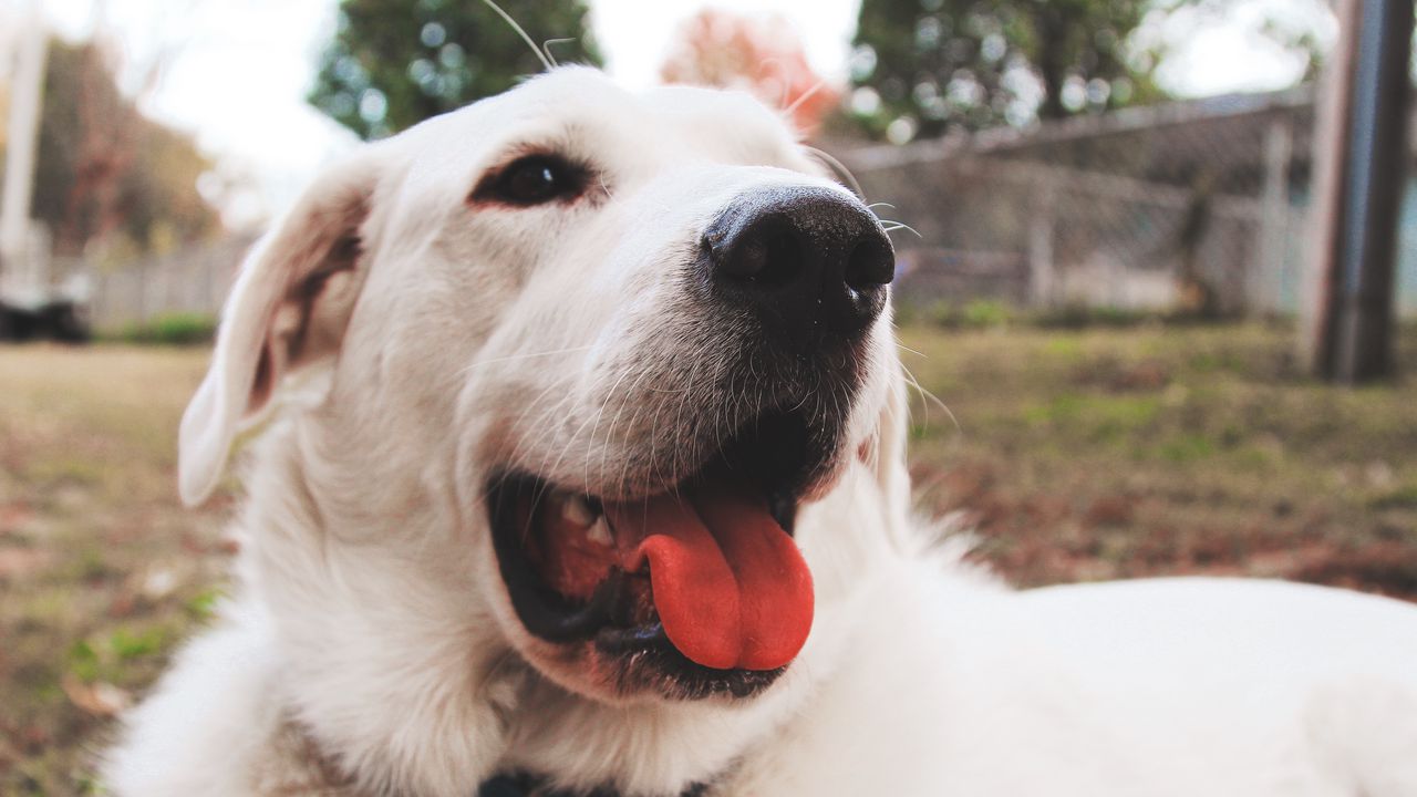 Wallpaper dog, muzzle, protruding tongue