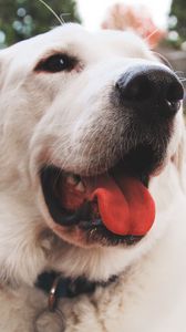 Preview wallpaper dog, muzzle, protruding tongue