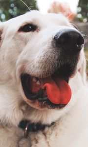 Preview wallpaper dog, muzzle, protruding tongue