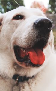 Preview wallpaper dog, muzzle, protruding tongue