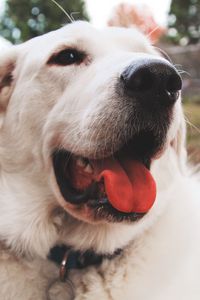 Preview wallpaper dog, muzzle, protruding tongue