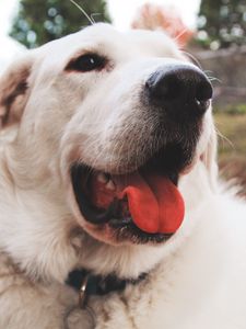 Preview wallpaper dog, muzzle, protruding tongue