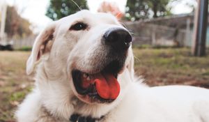 Preview wallpaper dog, muzzle, protruding tongue