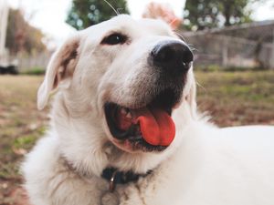 Preview wallpaper dog, muzzle, protruding tongue