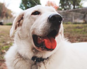 Preview wallpaper dog, muzzle, protruding tongue