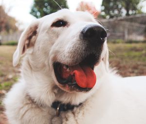 Preview wallpaper dog, muzzle, protruding tongue