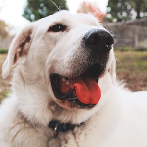 Preview wallpaper dog, muzzle, protruding tongue