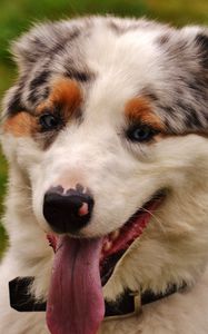 Preview wallpaper dog, muzzle, protruding tongue