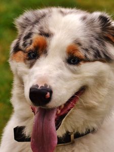 Preview wallpaper dog, muzzle, protruding tongue