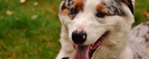 Preview wallpaper dog, muzzle, protruding tongue