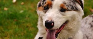 Preview wallpaper dog, muzzle, protruding tongue