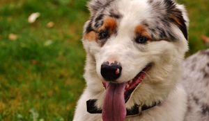 Preview wallpaper dog, muzzle, protruding tongue