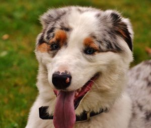 Preview wallpaper dog, muzzle, protruding tongue