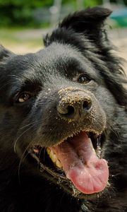 Preview wallpaper dog, muzzle, protruding tongue, sand, playful