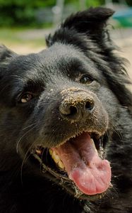 Preview wallpaper dog, muzzle, protruding tongue, sand, playful