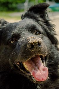 Preview wallpaper dog, muzzle, protruding tongue, sand, playful