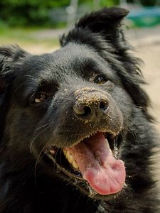 Preview wallpaper dog, muzzle, protruding tongue, sand, playful