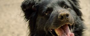 Preview wallpaper dog, muzzle, protruding tongue, sand, playful