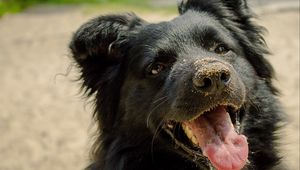 Preview wallpaper dog, muzzle, protruding tongue, sand, playful