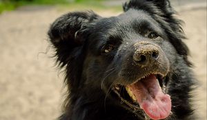 Preview wallpaper dog, muzzle, protruding tongue, sand, playful