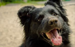 Preview wallpaper dog, muzzle, protruding tongue, sand, playful