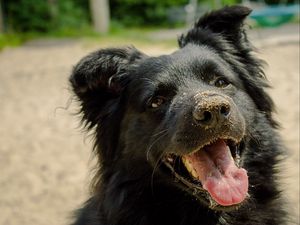 Preview wallpaper dog, muzzle, protruding tongue, sand, playful