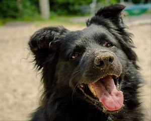 Preview wallpaper dog, muzzle, protruding tongue, sand, playful