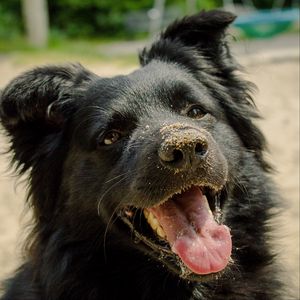 Preview wallpaper dog, muzzle, protruding tongue, sand, playful